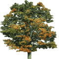 trees2_Newtreeb256.png