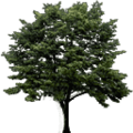 trees2_newtreea128.png