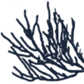 underwater_coral.png