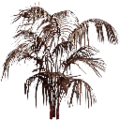 veg_fuzzyplant_deadpalm01.png