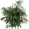 veg_fuzzyplant_foliage256.png