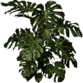 veg_fuzzyplant_plantb256.png