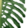 CheesePlant_Leaf_SM.png