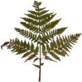 Fern1_SM.png