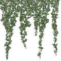 Ivy.png