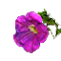 RabbitHole_Flower.png