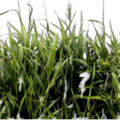 RabbitTallGrass.png