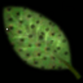 SPIKYBUSH_leaf.png