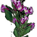 TallPurpleFlowers_SM.png