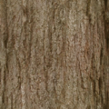 TreeBark2_SM.png