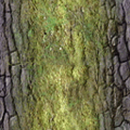 TrunkOpen_Moss_SM.png