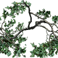 Wall_Ivy_Branches_SM.png