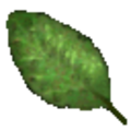 leaf.png