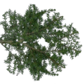 new_pine_2_CM.png