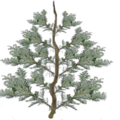 new_pine_CM.png