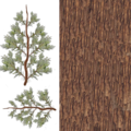 redwood_tree.png