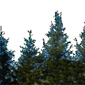 treeline.png