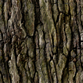 willow_bark_SM.png