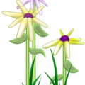 Flowers1c.png