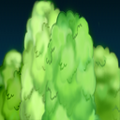 bush2NEW.png