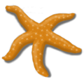 mg_starfish_a.png