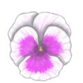 pansy_bloom2.png