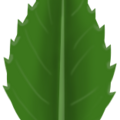 rose_leaf.png